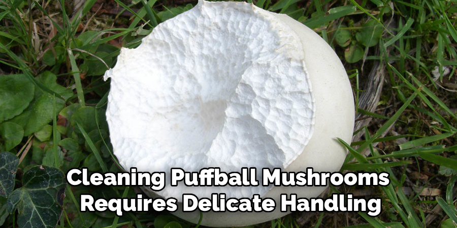 Cleaning Puffball Mushrooms 
Requires Delicate Handling