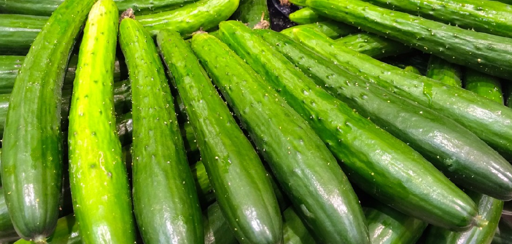 How to Store Cucumbers