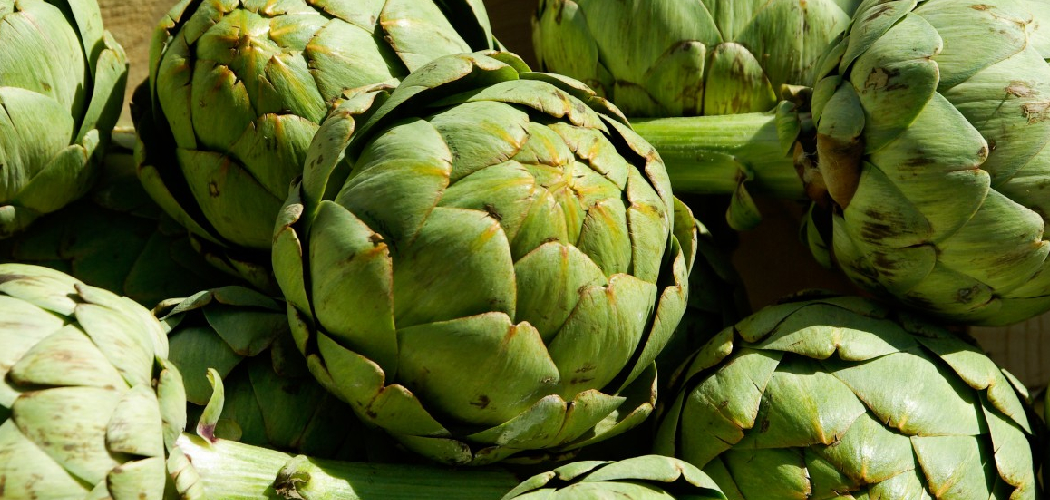 How to Store Artichokes in the Fridge