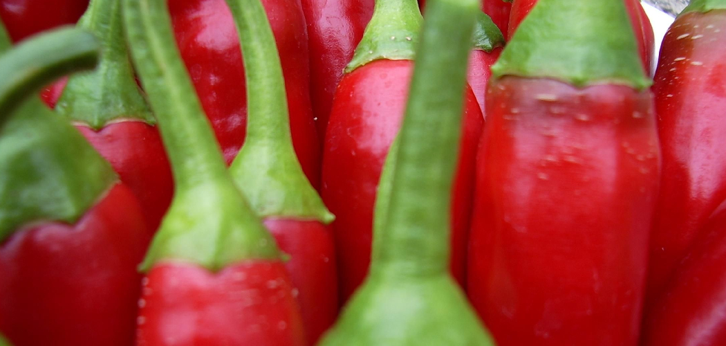 How to Store Hot Peppers in Vinegar