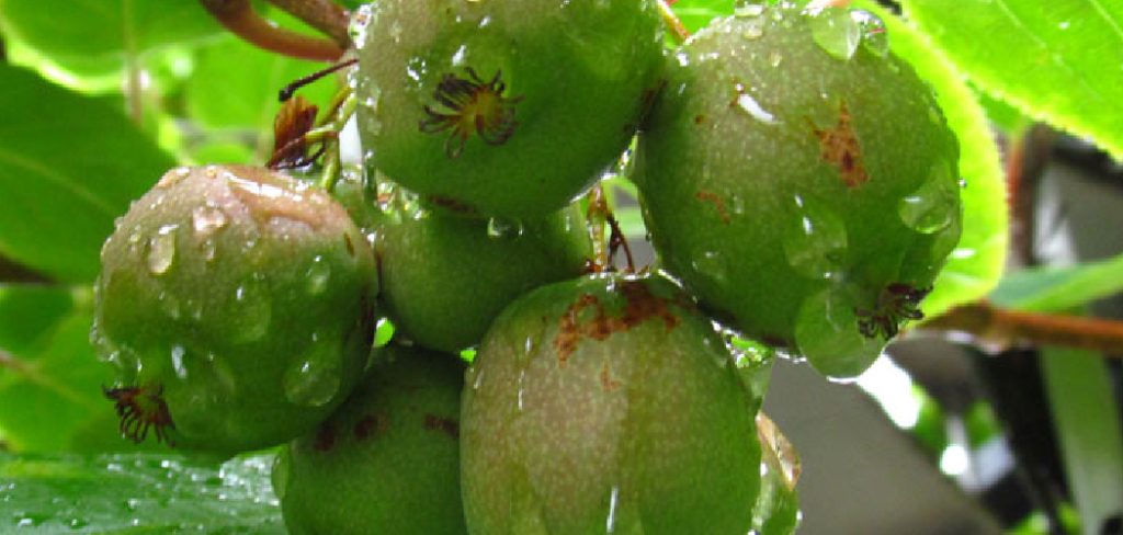 How to Store Kiwi Berries
