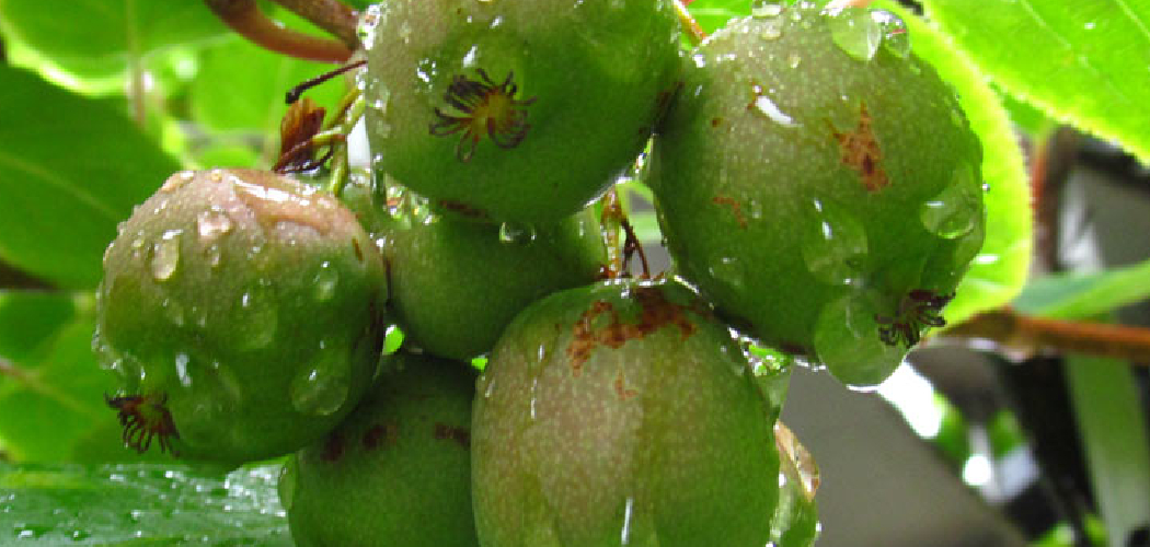 How to Store Kiwi Berries