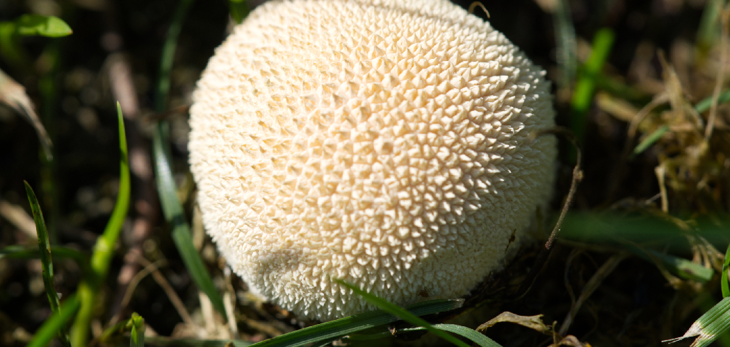 How to Store Puffball Mushroom