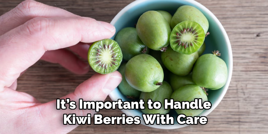 It’s Important to Handle 
Kiwi Berries With Care
