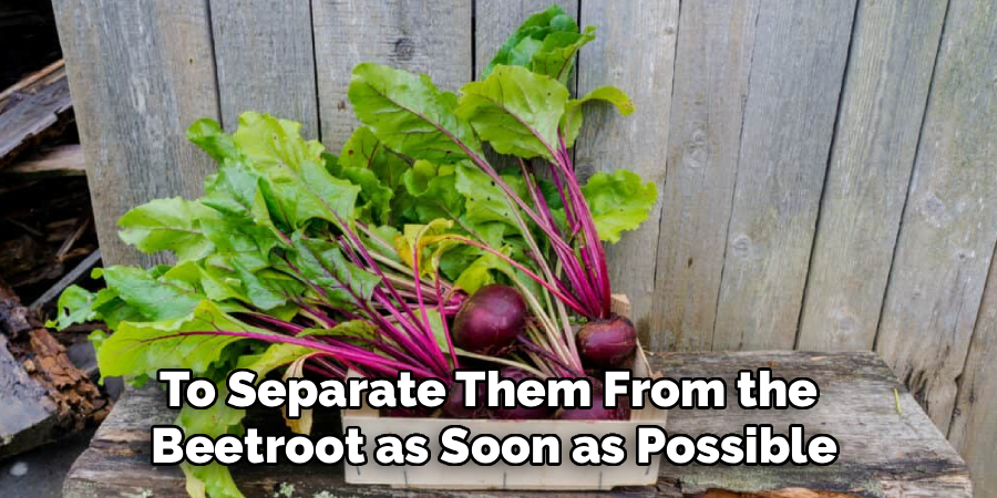 To Separate Them From the 
Beetroot as Soon as Possible